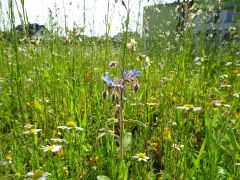 większy obrazek nr 16