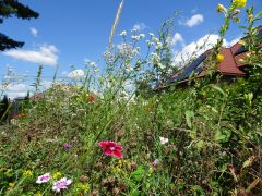 większy obrazek nr 1